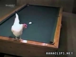 Луда Кокошка Играе Билярд С Яйца