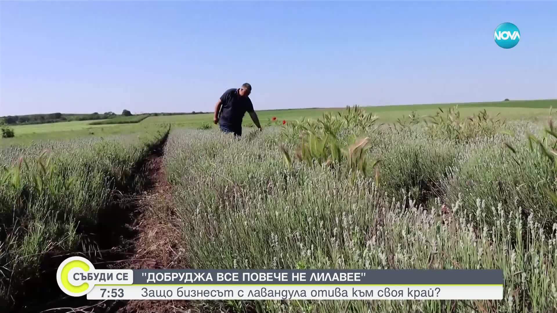 Краят на „лилавата треска“: Българската лавандула вече не ухае на печалба