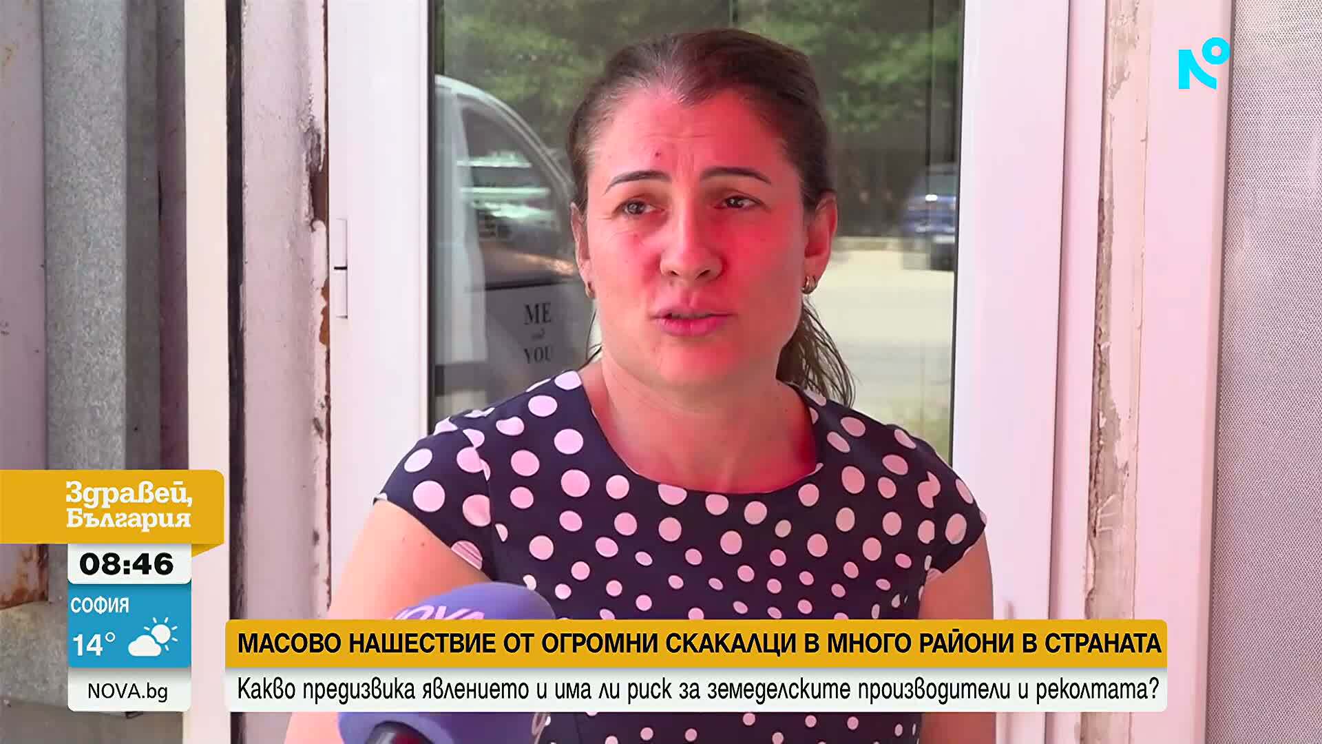 Нашествие на огромни скакалци в много райони на страната