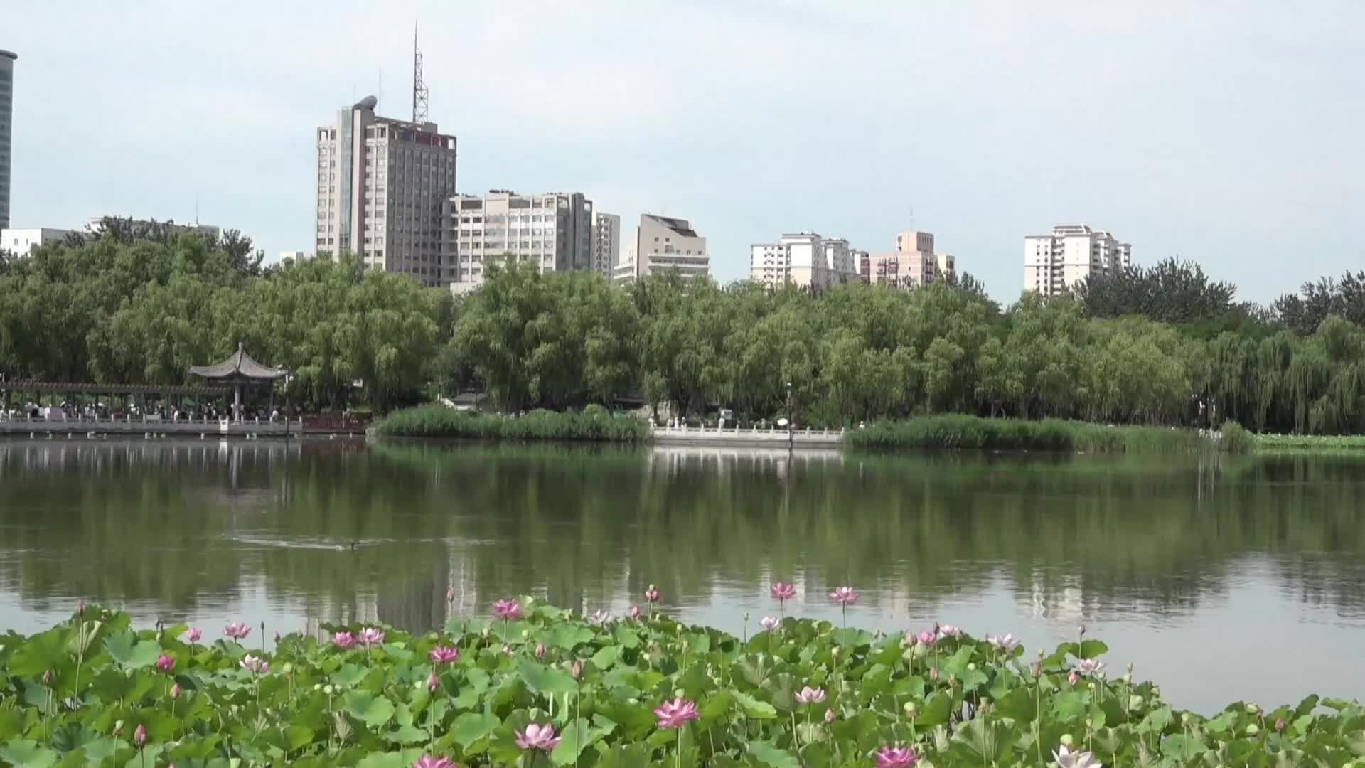 Рядък 800-годишен лотос цъфна по време на изложение в Пекин