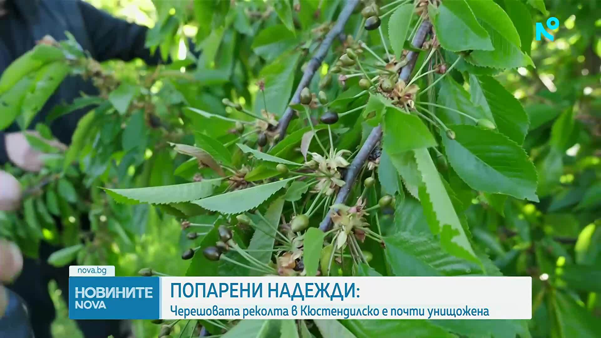 Черешовата реколта в Кюстендилско е почти унищожена
