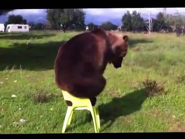 Тази мечка ще ви изуми!