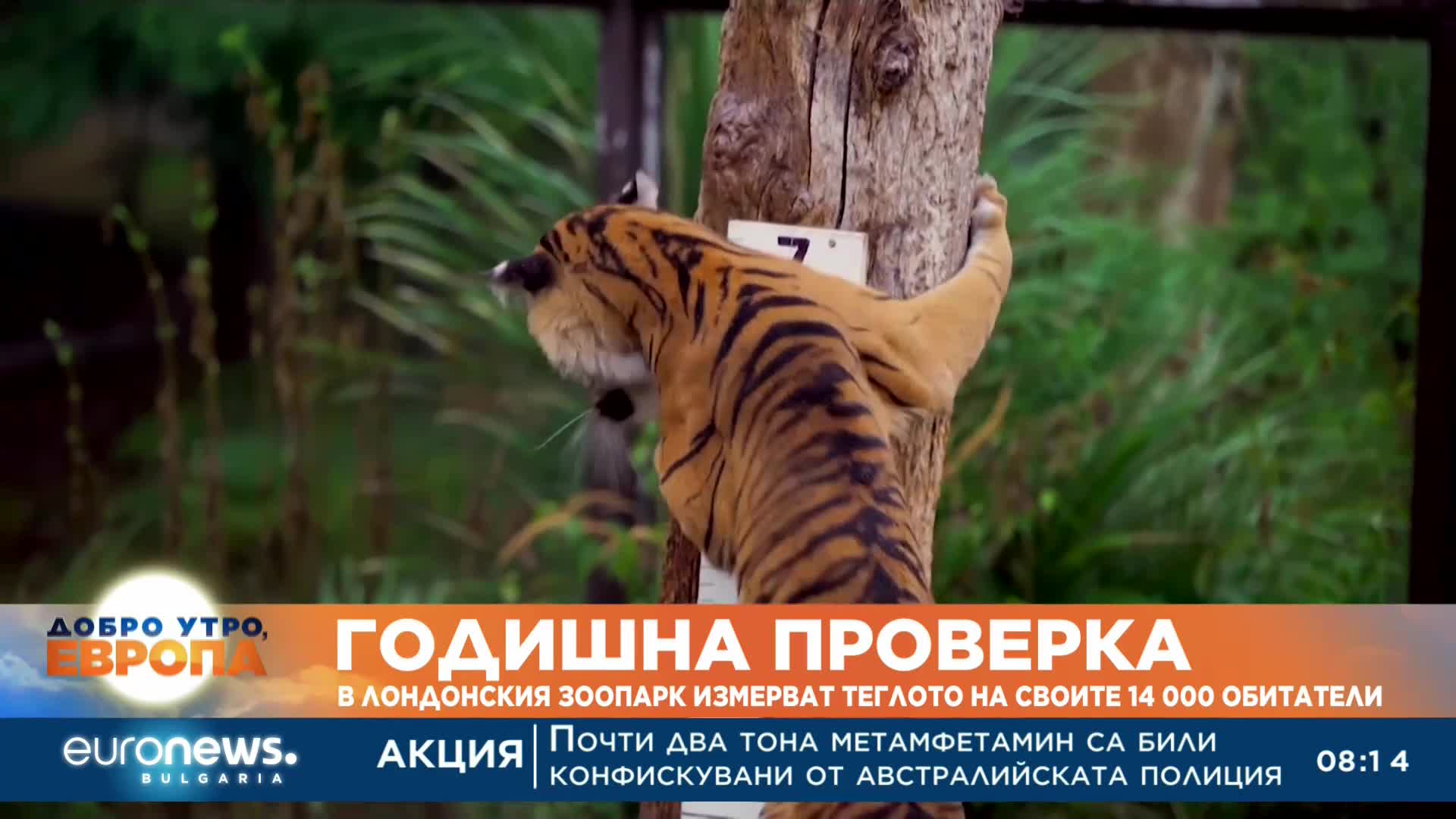 Годишна проверка: В Лондонския зоопарк измерват теглото на своите 14 000 обитатели
