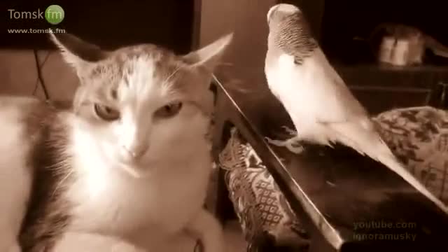 Папагал ядосва котка
