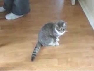 Пияно коте - смях