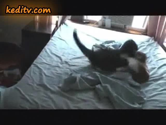 Котешко меле за легло .