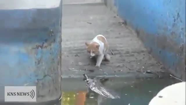 Котарак показва на крокодил кои е шефа