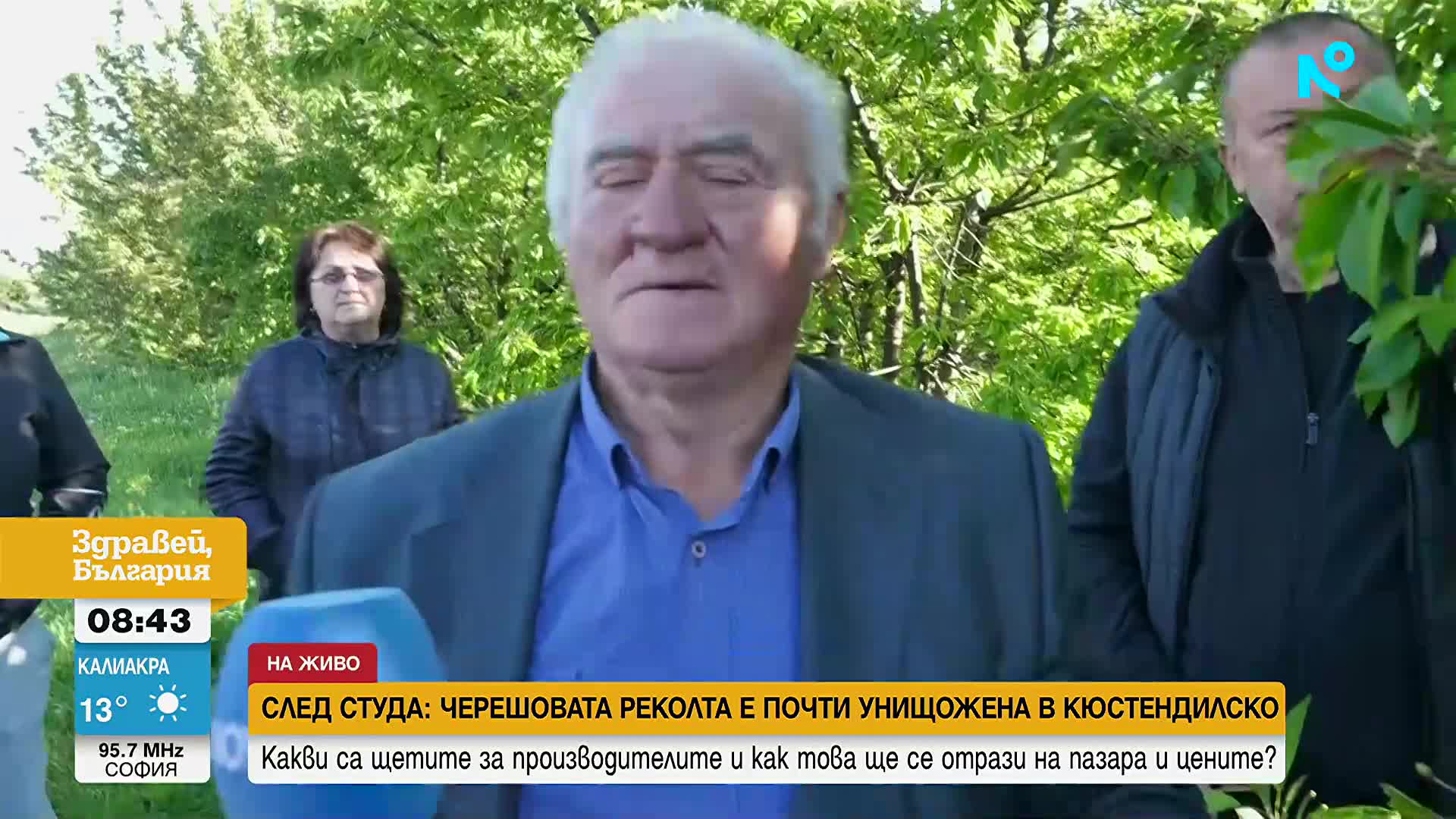 След студа: Черешовата реколта е почти унищожена в Кюстендилско