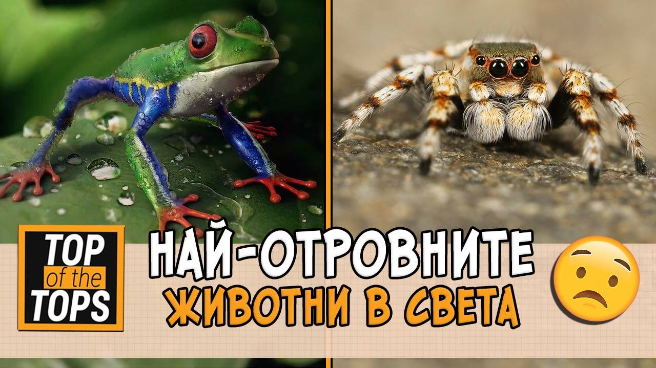 Животните, които не искаш да срещаш сам