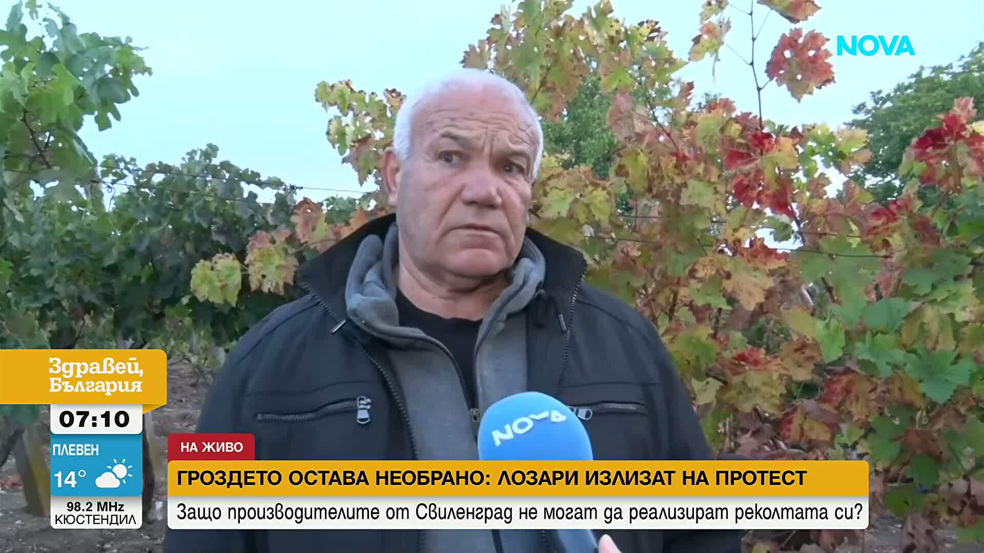 Гроздето у нас остава необрано, лозари излизат на протест в Свиленград