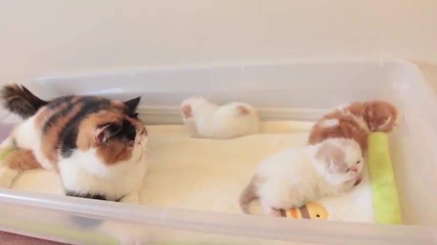 Котка Говори На Малките Си ...