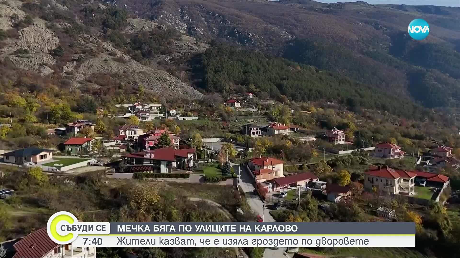 Мечка се разходи по улиците на Карлово