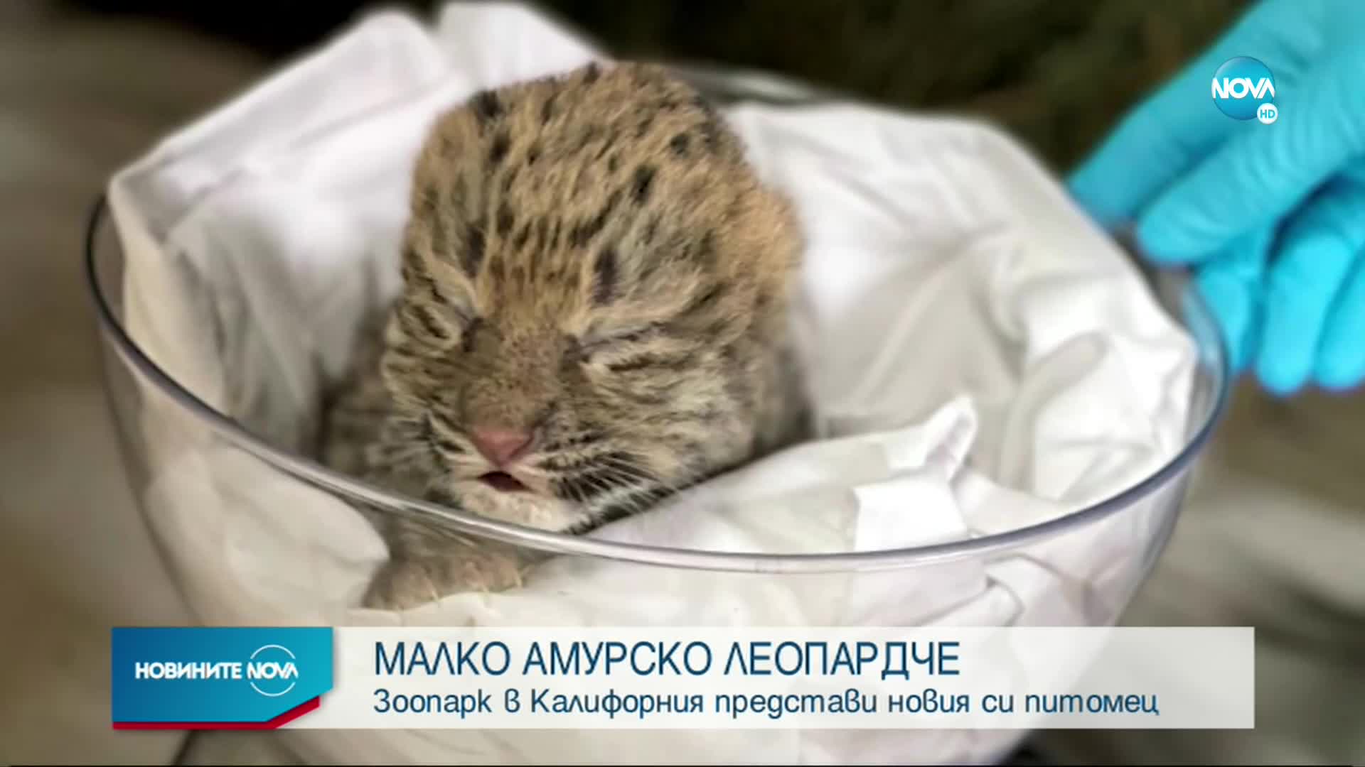 Рядък вид леопард се роди в зоопарк в Калифорния