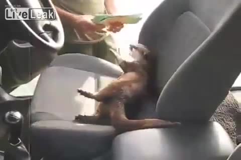 Видра скача в колата и отказва да напусне