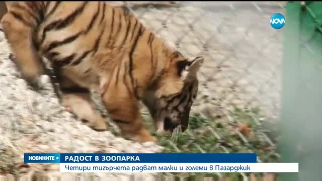 Четири тигърчета се родиха едновременно в зоопарка в Пазарджик