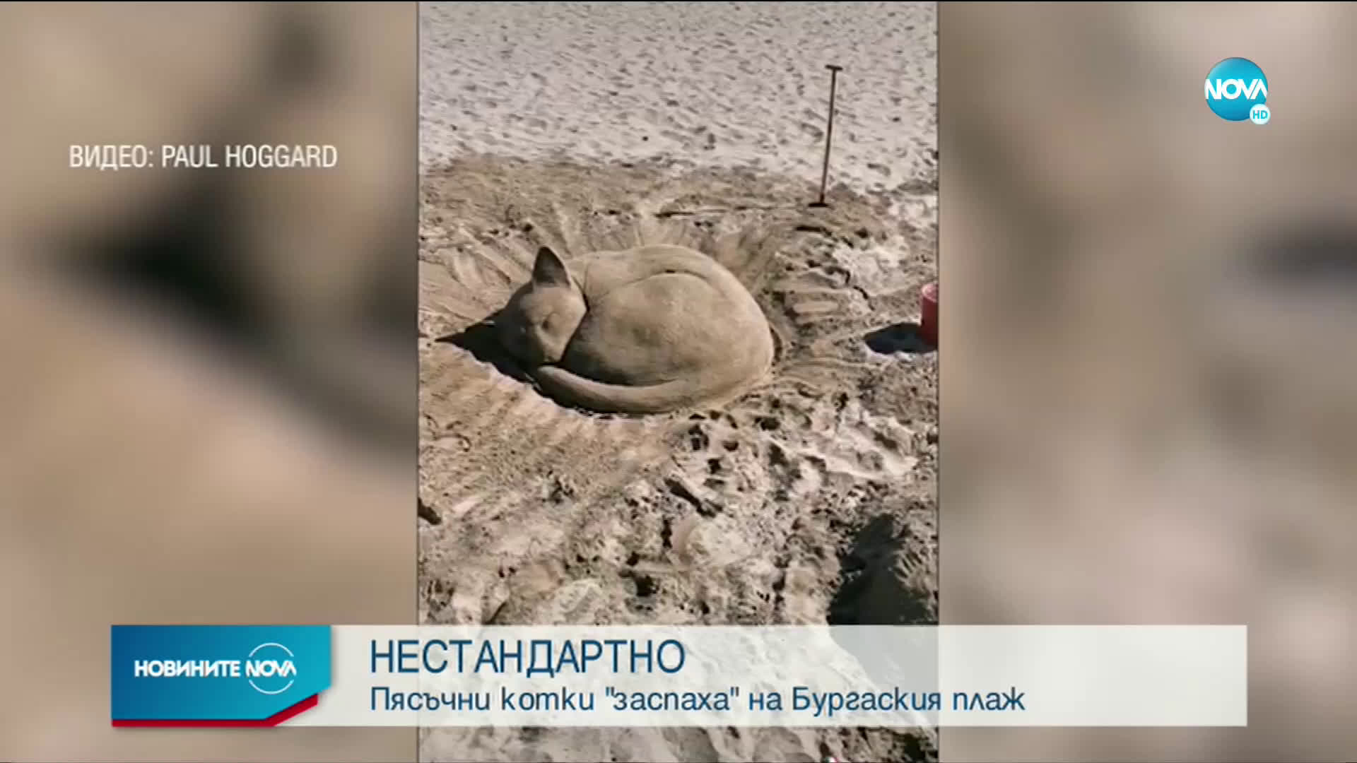 Пясъчни котки се появиха на плажа в Бургас (ВИДЕО+СНИМКИ)