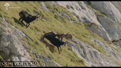 Орел в ловна мощна атака срещу дива коза !