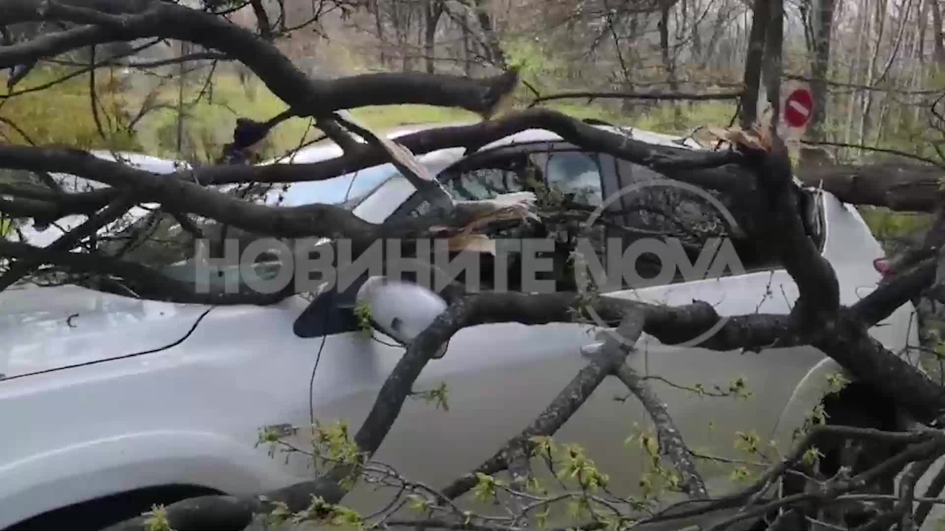 Дърво падна върху кола в София, има пострадало дете