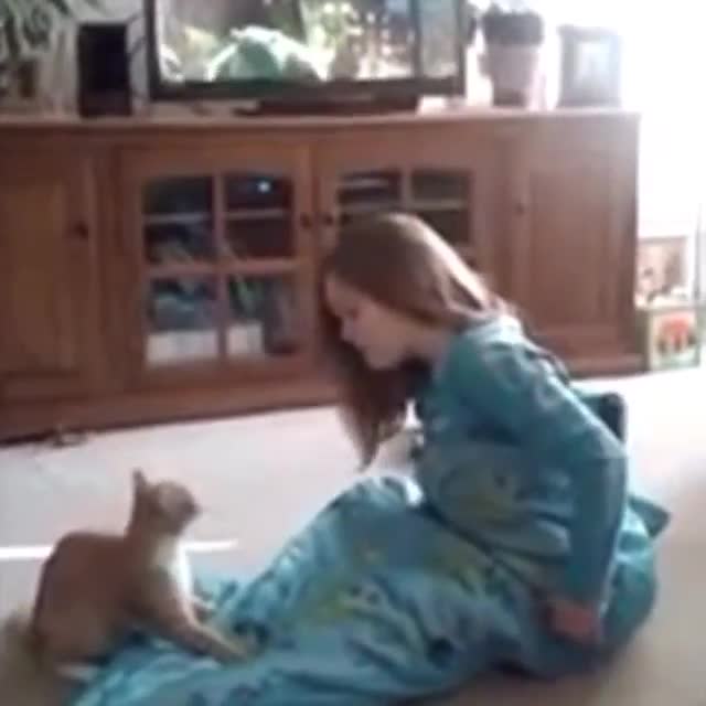 Затова не трябва да закачате котките