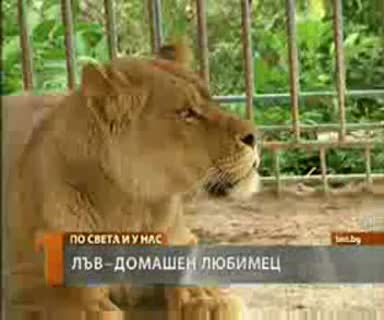 Уникално!!! 82 - годишна баба отглежда лъвица - Гледай
