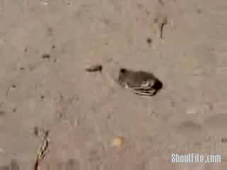 Уникално! Змия Без Тяло Тръгва Да Напада Хора
