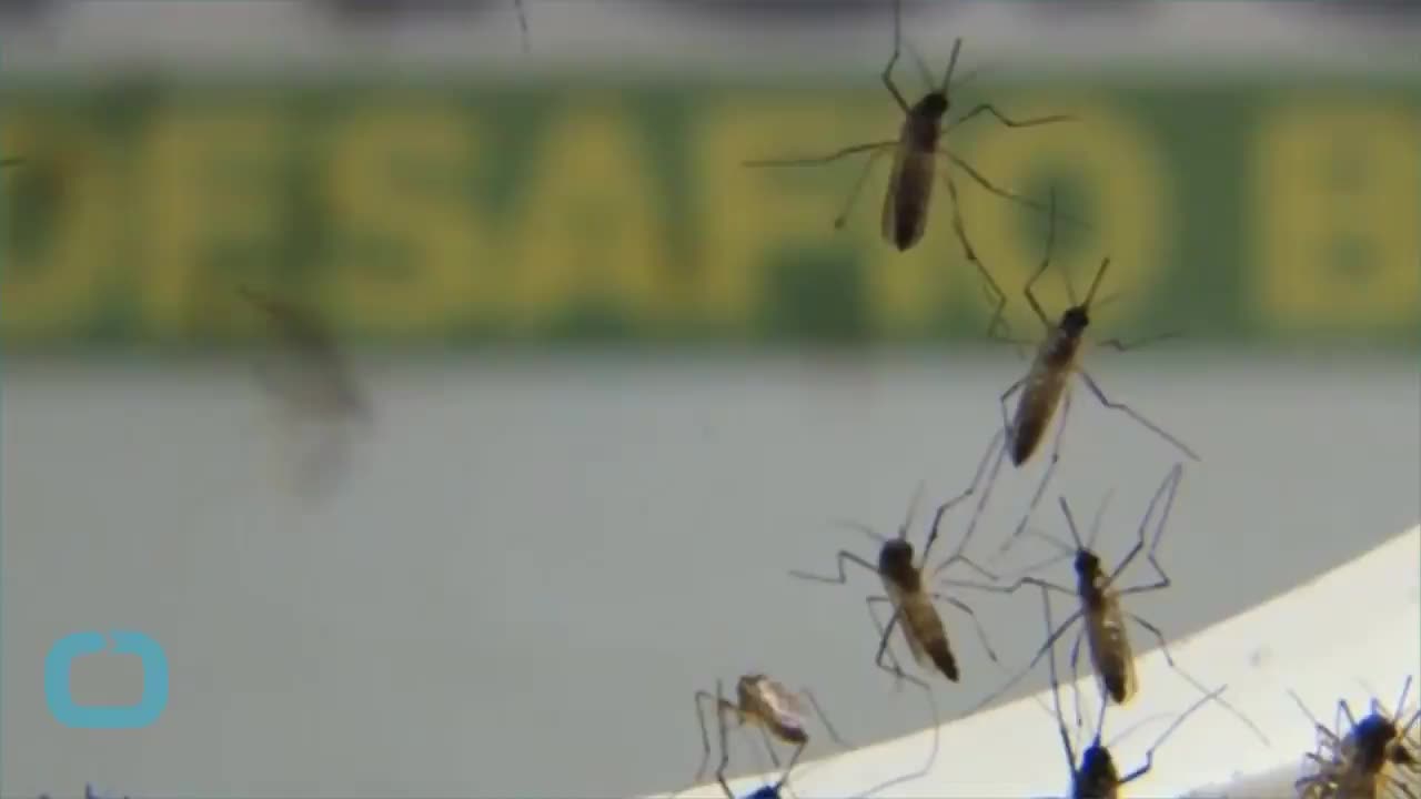 Brazil Dengue Outbreak Exposes Tough Challenge for Rousseff