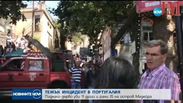 Десетки убити и ранени при падане на дърво в Португалия