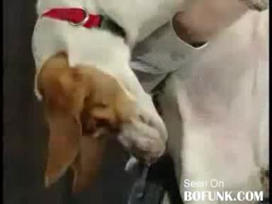 100 % Смях ! Куче Се Прави На Умряло