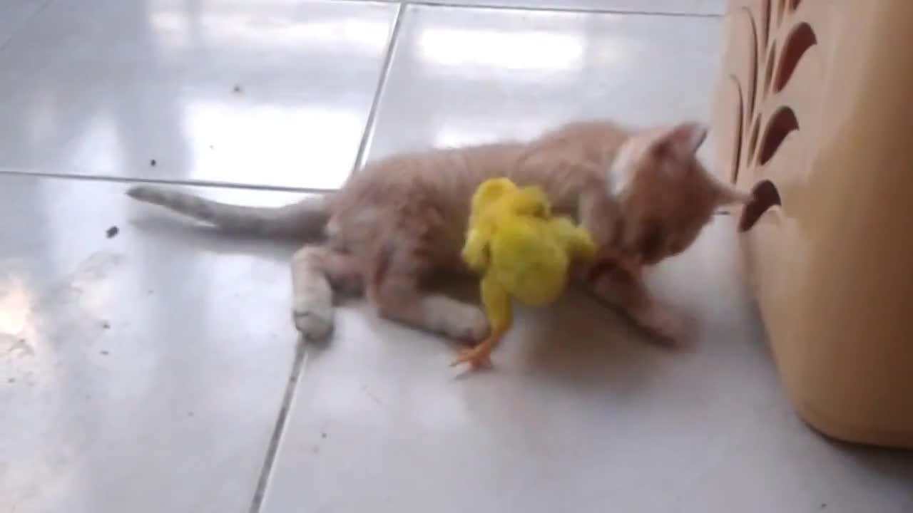 Сладко коте и пухкаво Пиленце - Закачлива игра