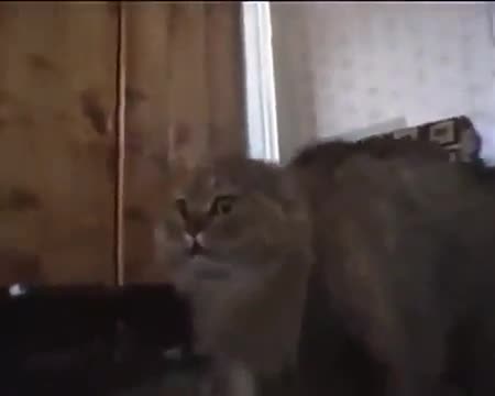 Котка имитира стопанката си !