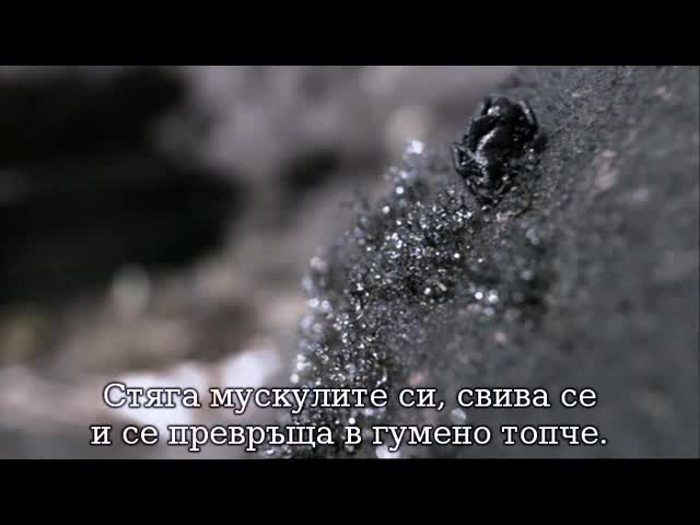 Как черната ореофринела бяга от хищници 
