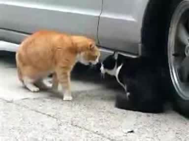 Побъркано Говорещо Коте Се Кара На Друго