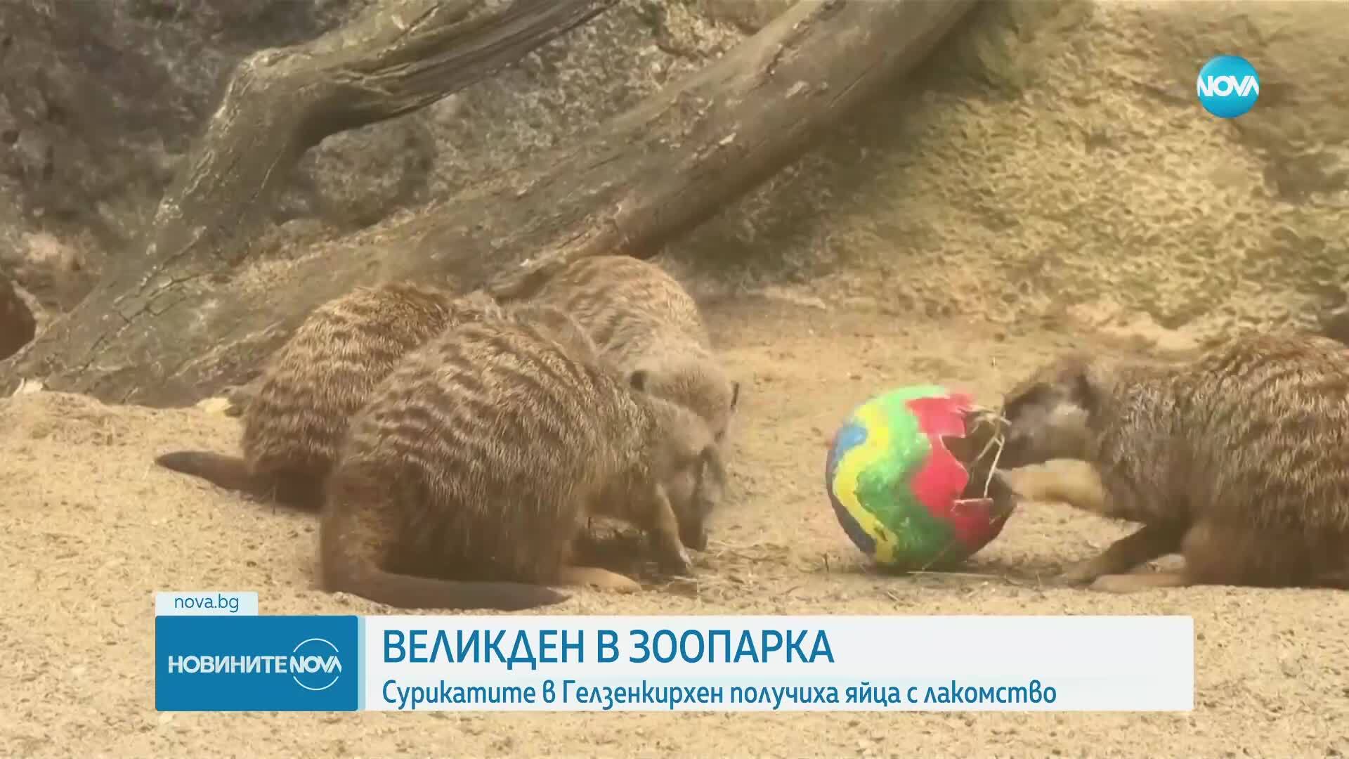 Сурикатите в зоопарка в Гелзенкирхен получиха яйца с лакомство