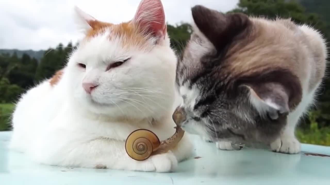 Две котенца и охлюв .