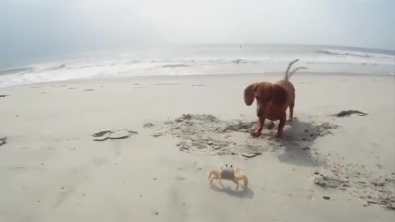 Куче срещу Рак на плажа