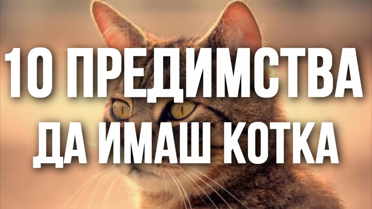 10 предимства да имаш котка