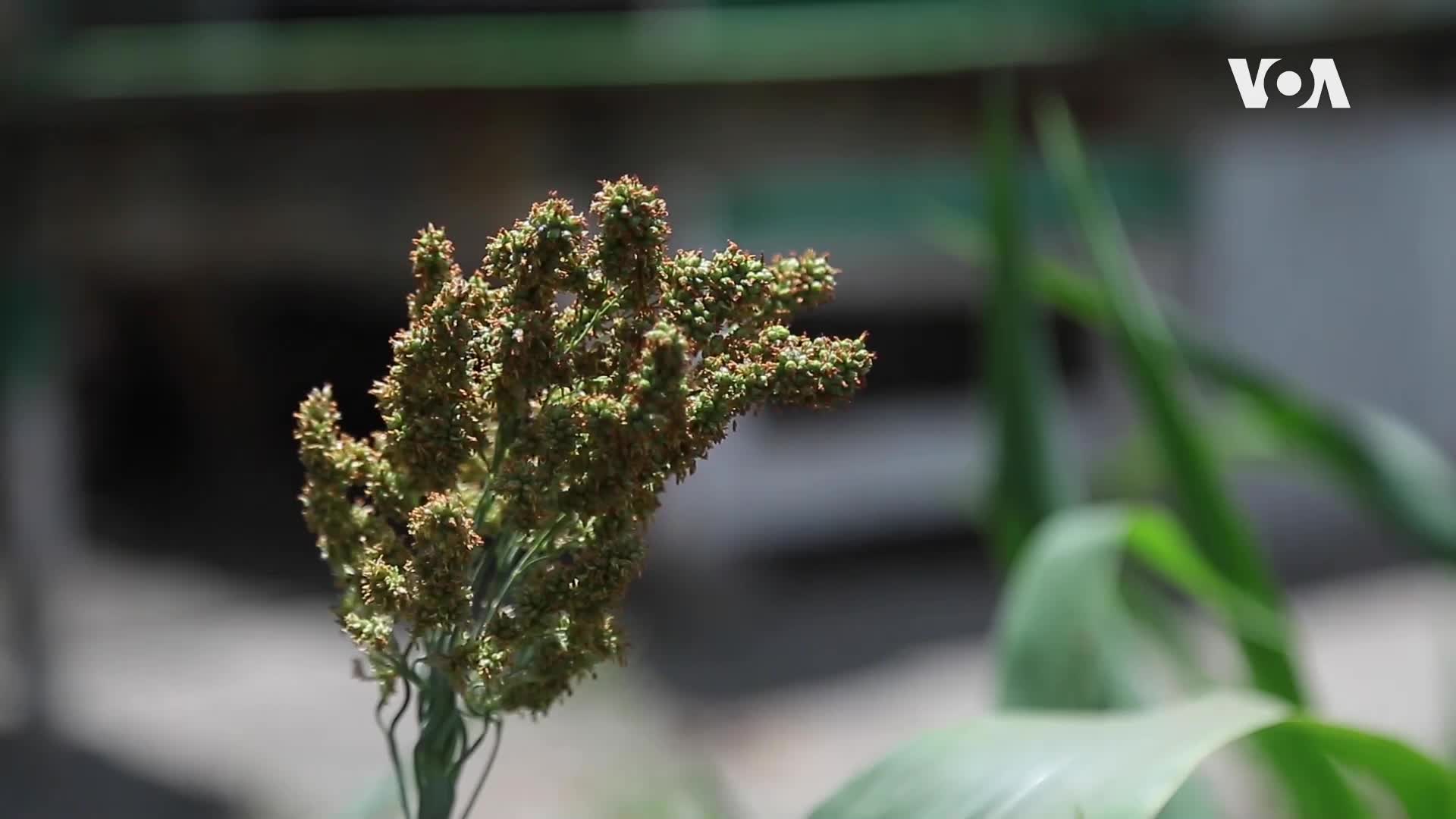 Kenya drought GMO seeds