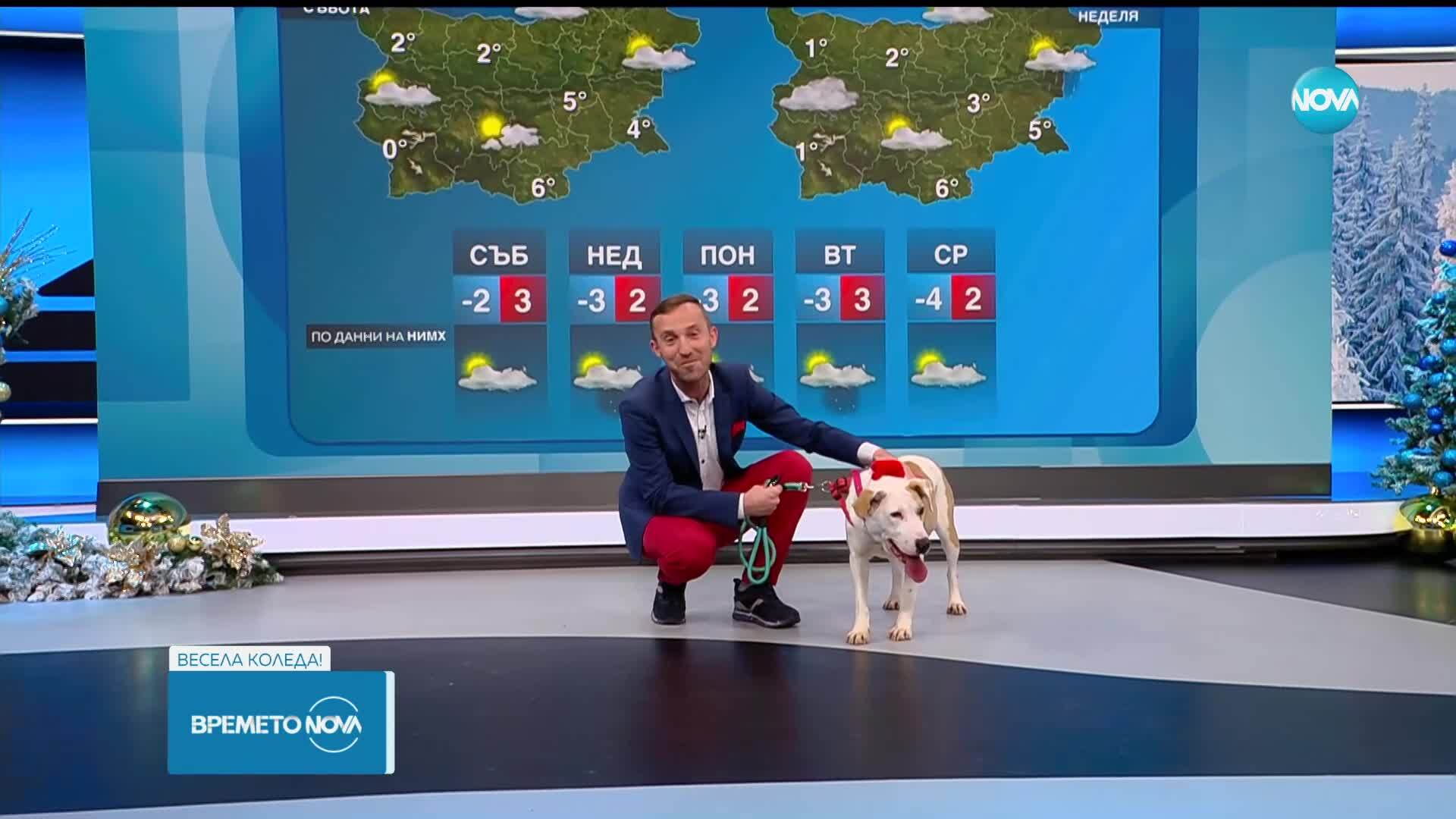 „Време за надежда“ Николай Василковски търси любящ дом за Кая