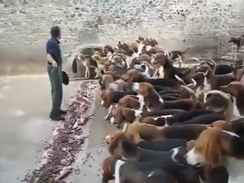 Добре дресирани гладни кучета чакат покана за хранене