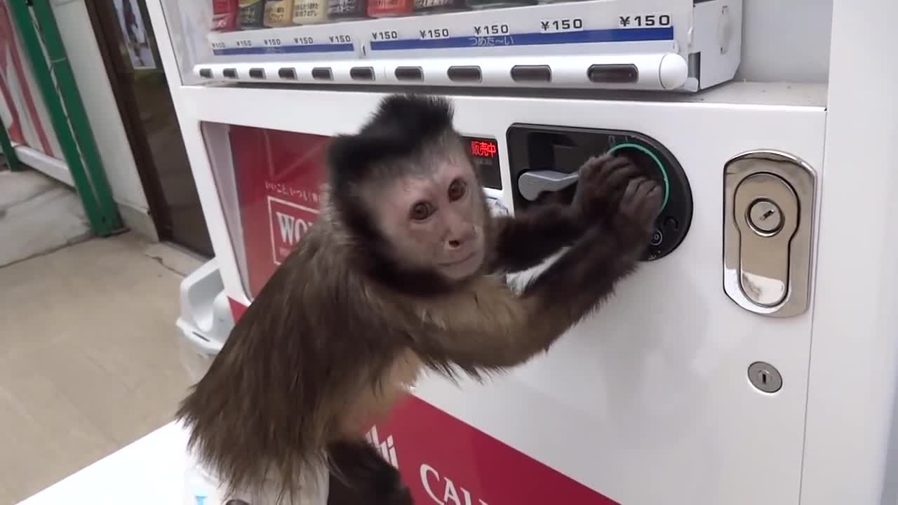 Сладка маймунка си купува сок от автомат