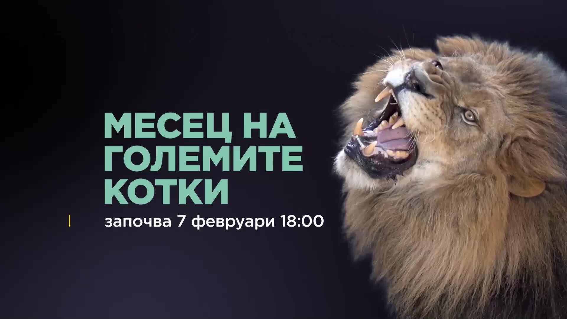 Месец на Големите Котки | NG Wild Bulgaria