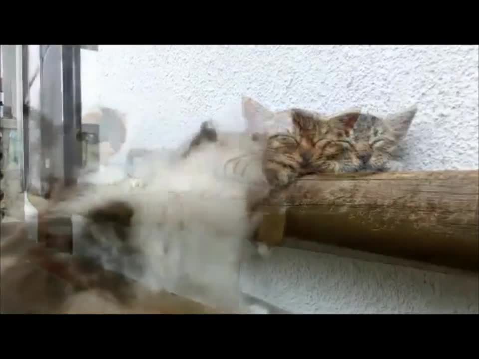 Търпението на едно коте! Сладури.