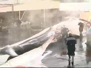 Greenpeace - Масово Убиване на китове