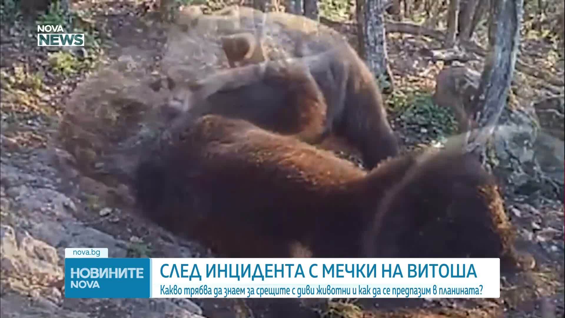Как да реагираме при среща с диво животно
