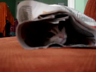 Много Сладко Коте..