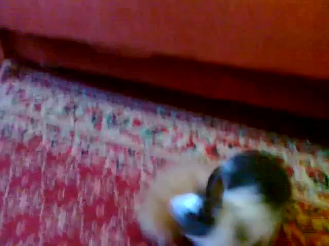 Коте и Зайче играят и се закачат .. Сладури ..