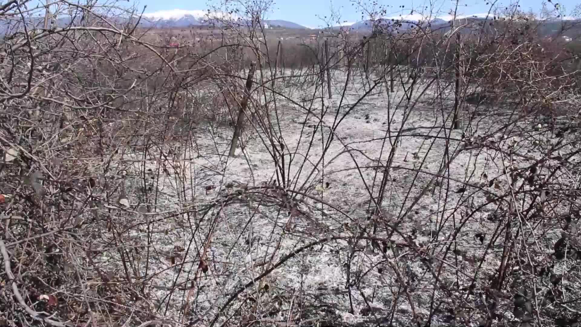 Горяха лозя над Благоевград