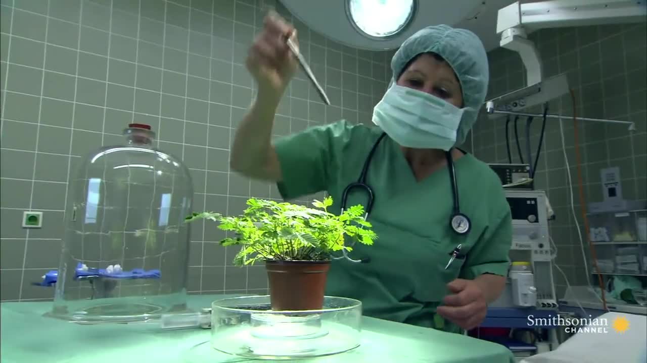 Усещат ли болка растенията?