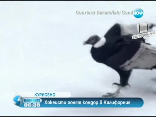 Кондор вся паника на хокеен мач Бг новини