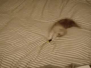 Луда Котка